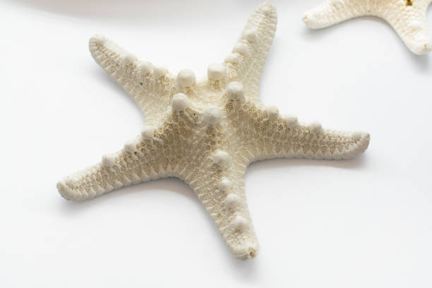 stella di mare isolato su sfondo bianco - pentagonaster starfish foto e immagini stock