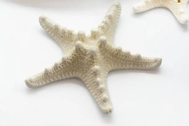 Photo of Starfish isolated on white background