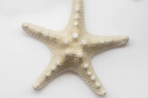 морская звезда изолированные на белом фоне - pentagonaster starfish стоковые фото и изображения