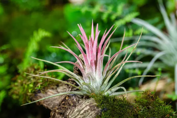 air plants and bryophytes