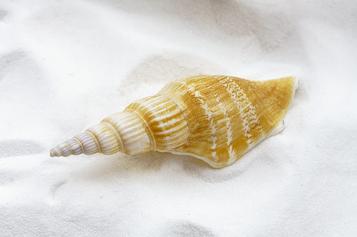 Set of beautiful seashells isolated on a white background. Summer travel concept, marine life