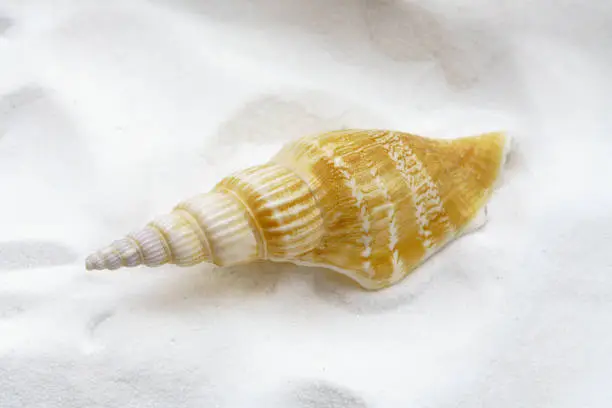 Photo of Conch shell