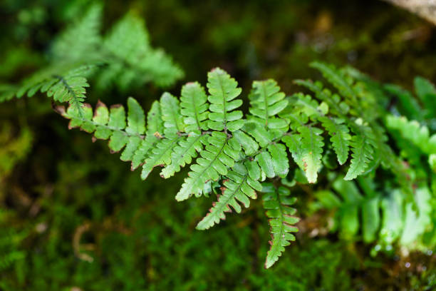istock Tropical plants and bryophytes 1498900005