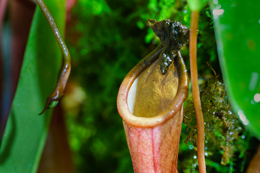 Nepenthes and Bryophytes