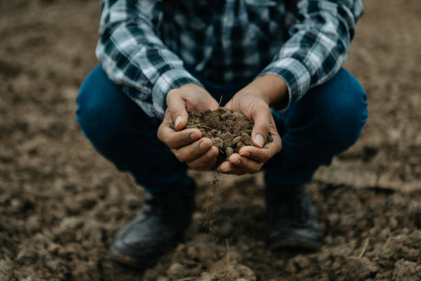 istock Oldman farmer holding soil in cupped hands 1498900430