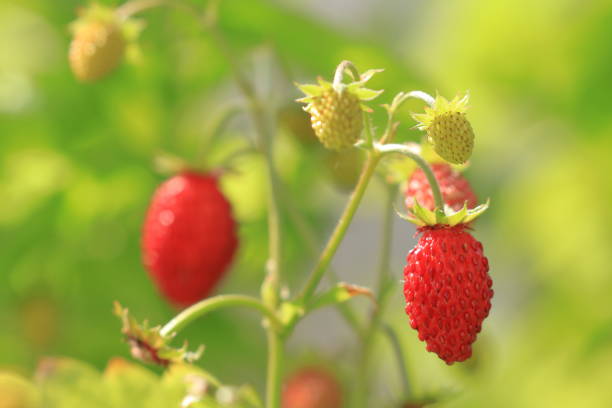 Red sweet wild strawberries in garden, delicious spring fruit stock photo