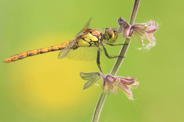 Dragonfly on meadow flower, macro view, green and yellow background stock photo