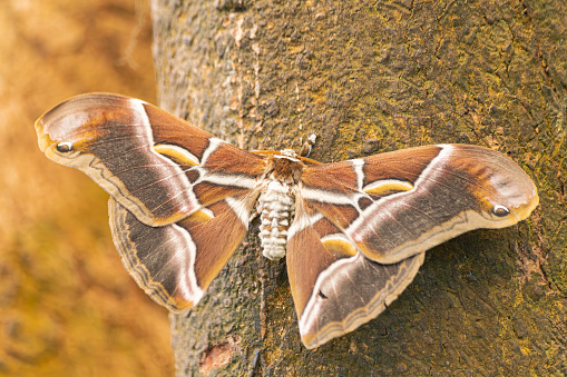 Eri silkmoth, (Samia ricini), with open wings, on a brown stem