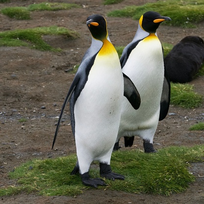 Two majestic King Penguins standing side by side in a field dotted with green grass