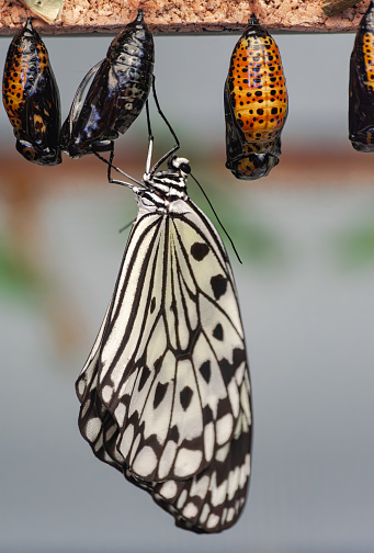 Paper Kite butterfly, (Idea leuconoe), hatching from chrysalis