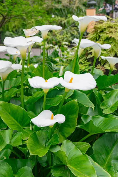 White calla lily, (Zantedeschia aethiopica), group blooming with vegetation background