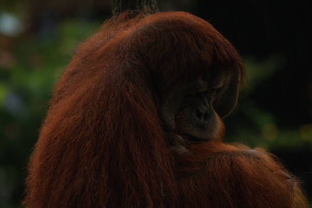 Shy orangutan sitting on a branch, close up background image with copy space for text, jungle picture