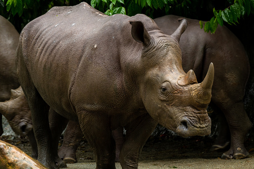 Powerful rhinoceros stands in the corral in the zoo in Singapore. Behind it there are other resting rhinos. Horizontal.