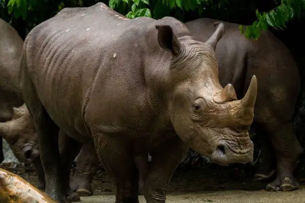 Photo of Powerful rhinoceros stands in the corral in the zoo in Singapore. Behind it there are other resting rhinos
