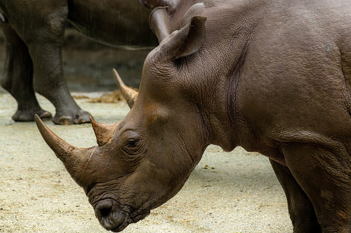 White rhino or square-lipped rhinoceros, Ceratotherium simum. Big male, close up portrait, national park