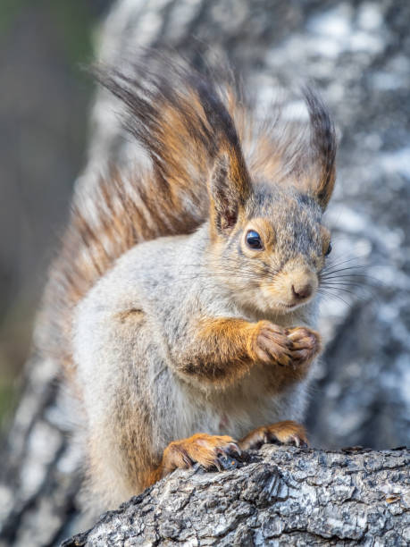 istock The squirrel with nut sits on a branches in the spring or summer. 1498907415