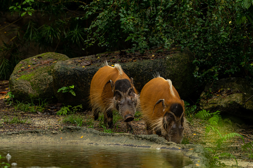 Red river hogs are omnivores and in the wild, eat a variety of foods including grass, berries, insects and carrion. Two pigs walking