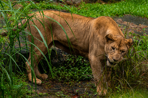 Portrait of an African lioness (Panthera leo), South Africa, green grass, selective focus