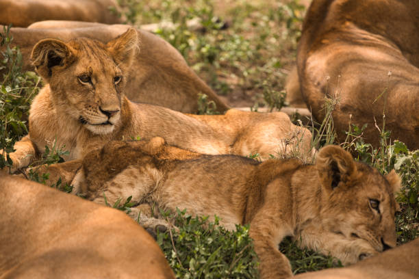 istock Lion family with young lions 1498908147