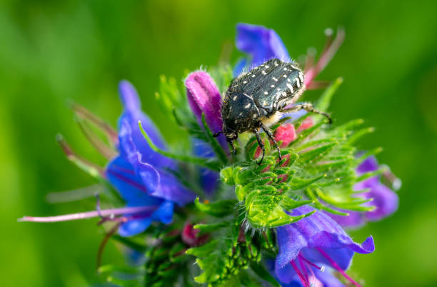 istock Mourning Rose Beetle on flower 1498908160