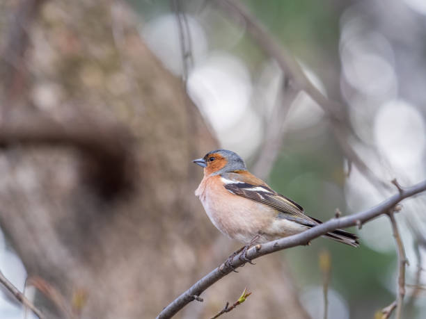 istock Common chaffinch, Fringilla coelebs, sits on a tree. Common chaffinch in wildlife. 1498908324