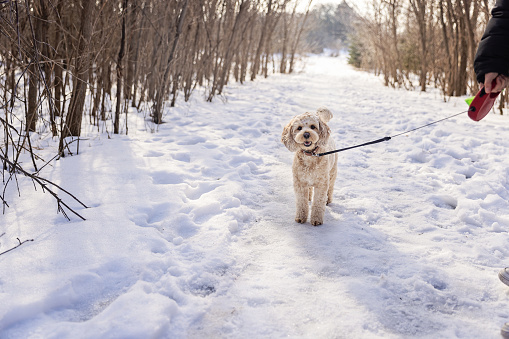 Cute cockapoo dog being walked in a park