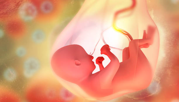 istock Human fetus on scientific background.3d illustration 1498911112