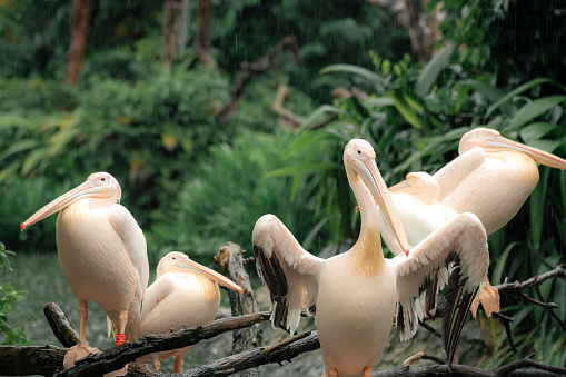 Great white pelicans sit on a tree. One pelican tells something, two pelicans are beautifully arched neck, and the fourth pelican silently watches what is happening. Funny birds.