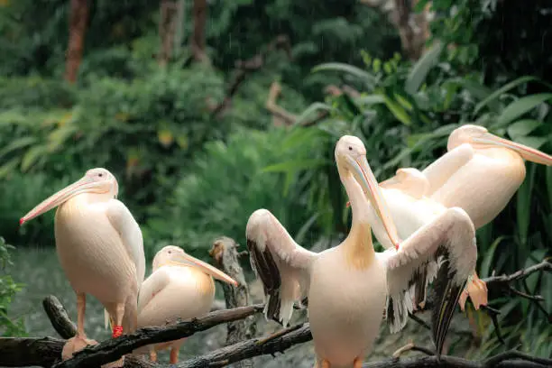 Photo of Great white pelicans sit on a tree. One pelican tells something, two pelicans are beautifully arched neck