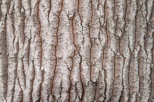 lacebark tree trunk, (Brachychiton discolor), close view trunk texture