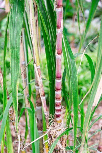 Sugar cane plants Sugar cane plants, (Saccharum officinarum), with green leaves sugar cane saccharum officinarum stock pictures, royalty-free photos & images