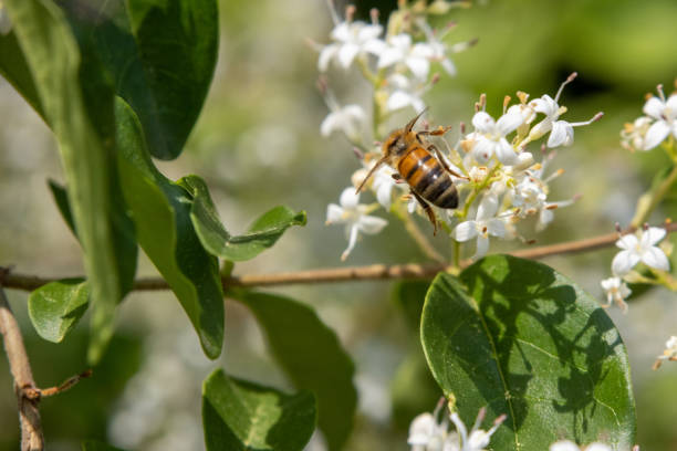 istock Bee on a flower of a tree 1498912930