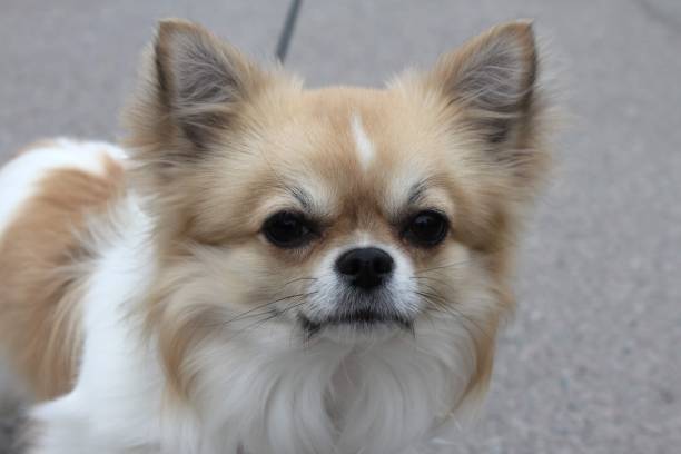 istock A cute chihuahua dog 1498914404