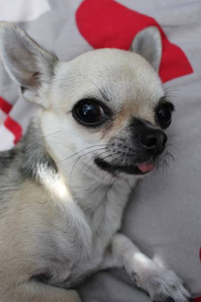 istock A cute chihuahua dog 1498914452