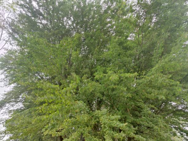istock Beautiful  green trees blue sky  in the forest 1498914455