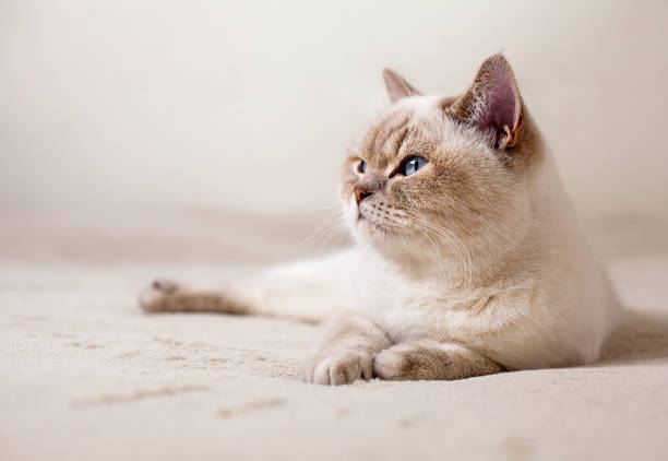 British cat with blue eyes lies on the carpet and looks to the side