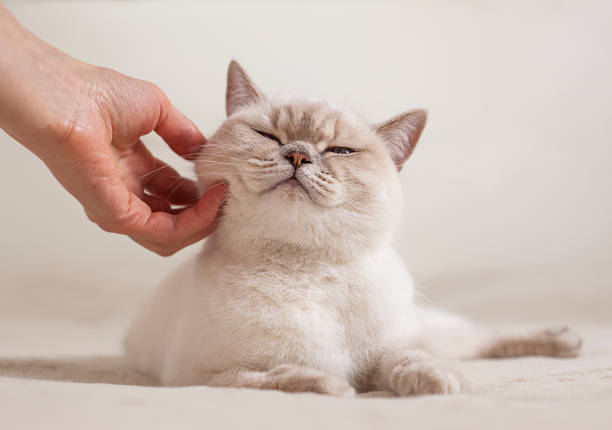 istock human hand petting British shorthair cat 1498914595