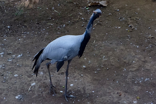 Selective focus of demoiselle crane perched on its enclosure in the afternoon. Great for educating children about endangered bird species.