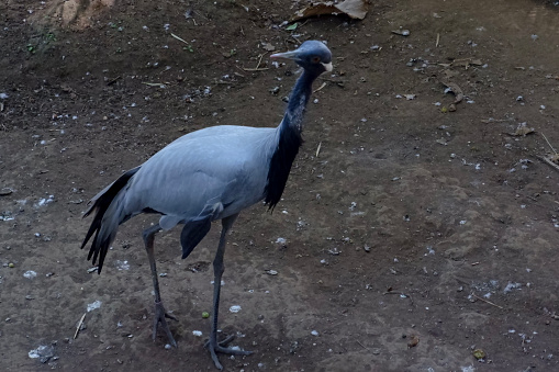 Selective focus of demoiselle crane perched on its enclosure in the afternoon. Great for educating children about endangered bird species.