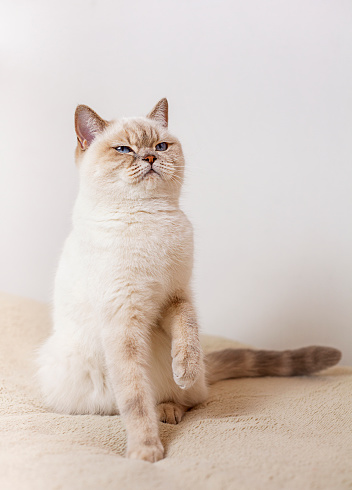 beautiful shorthair cat with blue eyes on white background