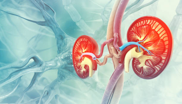 Human kidney cross section on scientific background. 3d illustration stock photo