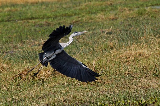 istock Grey Heron, ardea cinerea, Adult in Flight, taking off, Moremi Reserve, Okavango Delta in Botswana 1498916192