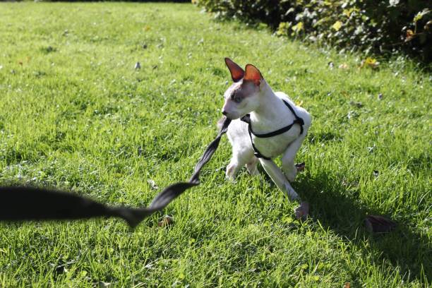 istock Quiz the Cornish Rex cat out for a walk 1498916267