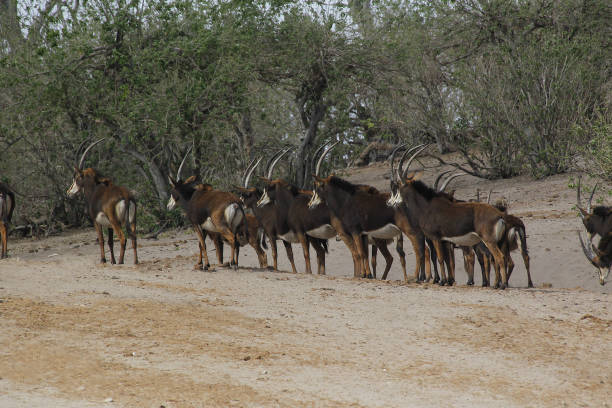 istock Sable Antelope, hippotragus niger, Herd at Chobe Park, Okavango Delta in Botswana 1498916437