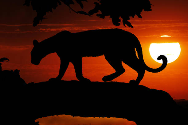 Leopard, panthera pardus, Silhouette in a Tree at Sunset, Moremi Reserve, Okavango Delta in Botswana
