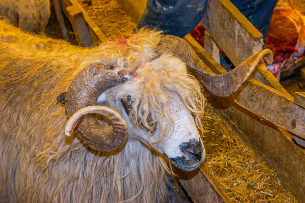 Ram brought to slaughter on Eid-al-Adha