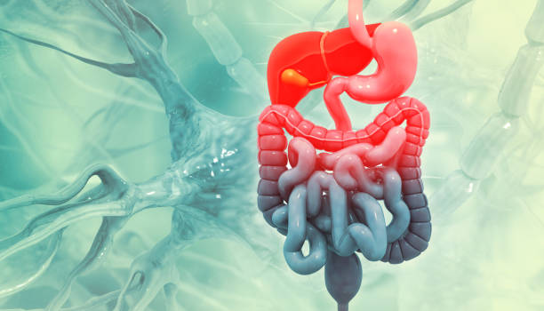 istock Human digestive system on scientific background. 3d illustration 1498918763