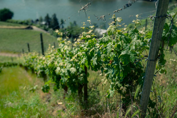 Vineyards on the Mosel