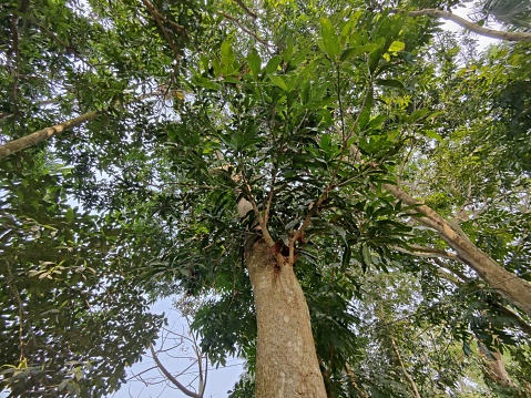 Village nature trees in Bangladesh. Nature background