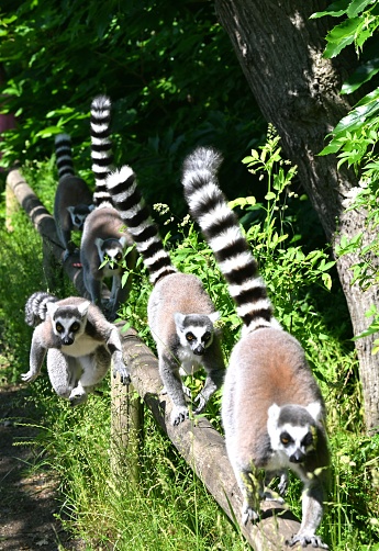 A group of ring-tailed lemurs ambling along a fallen tree trunk in their natural habitat